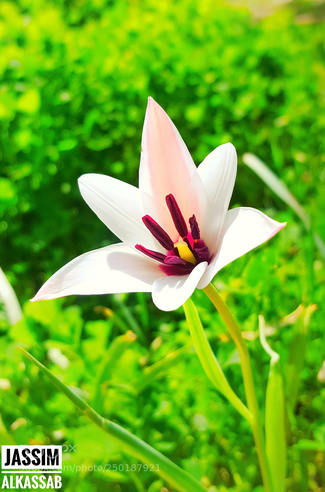Samsung GALAXY S6 edge sample photo. The white one photography