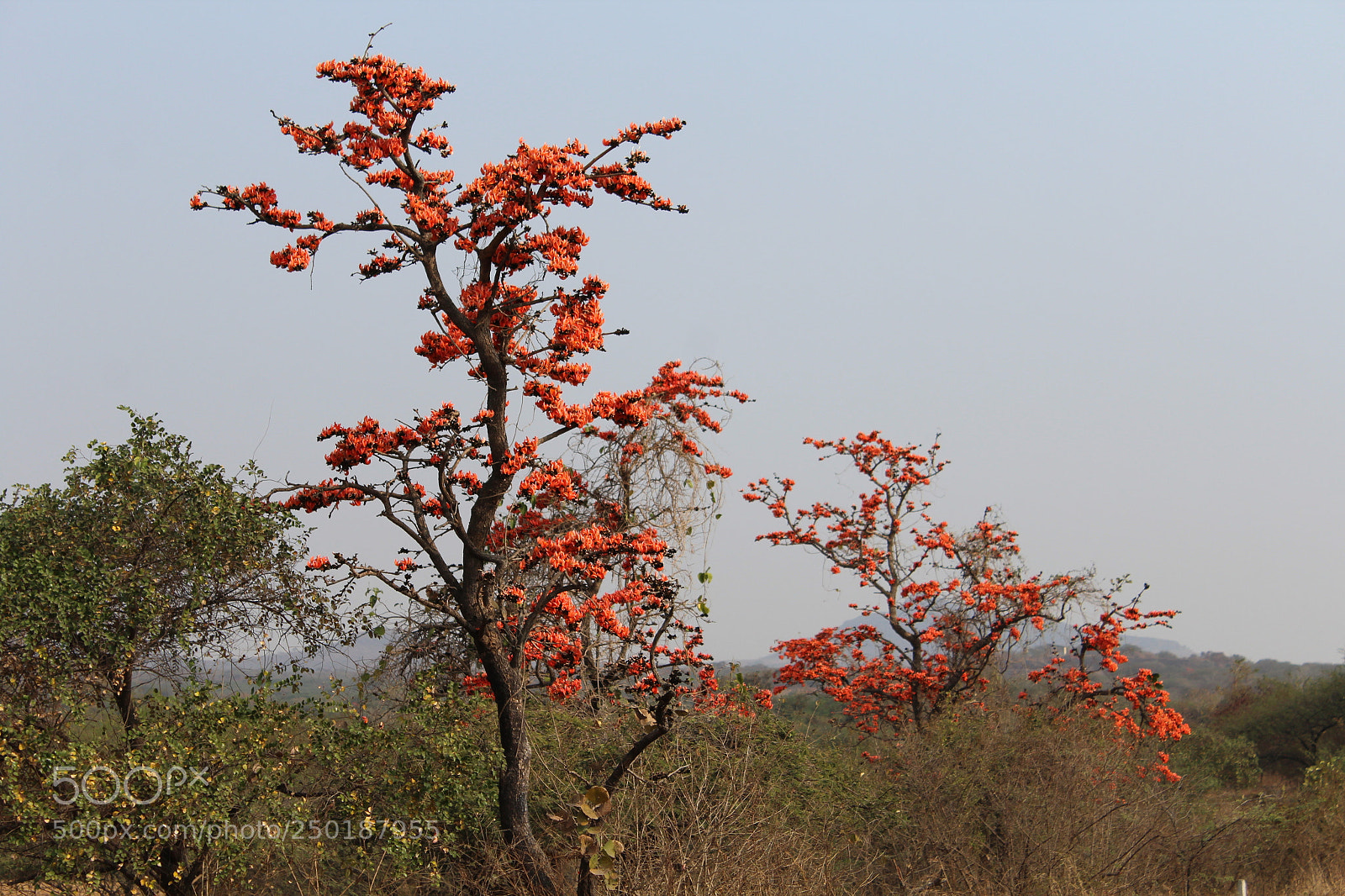 Canon EOS 1200D (EOS Rebel T5 / EOS Kiss X70 / EOS Hi) sample photo. Shipra photography