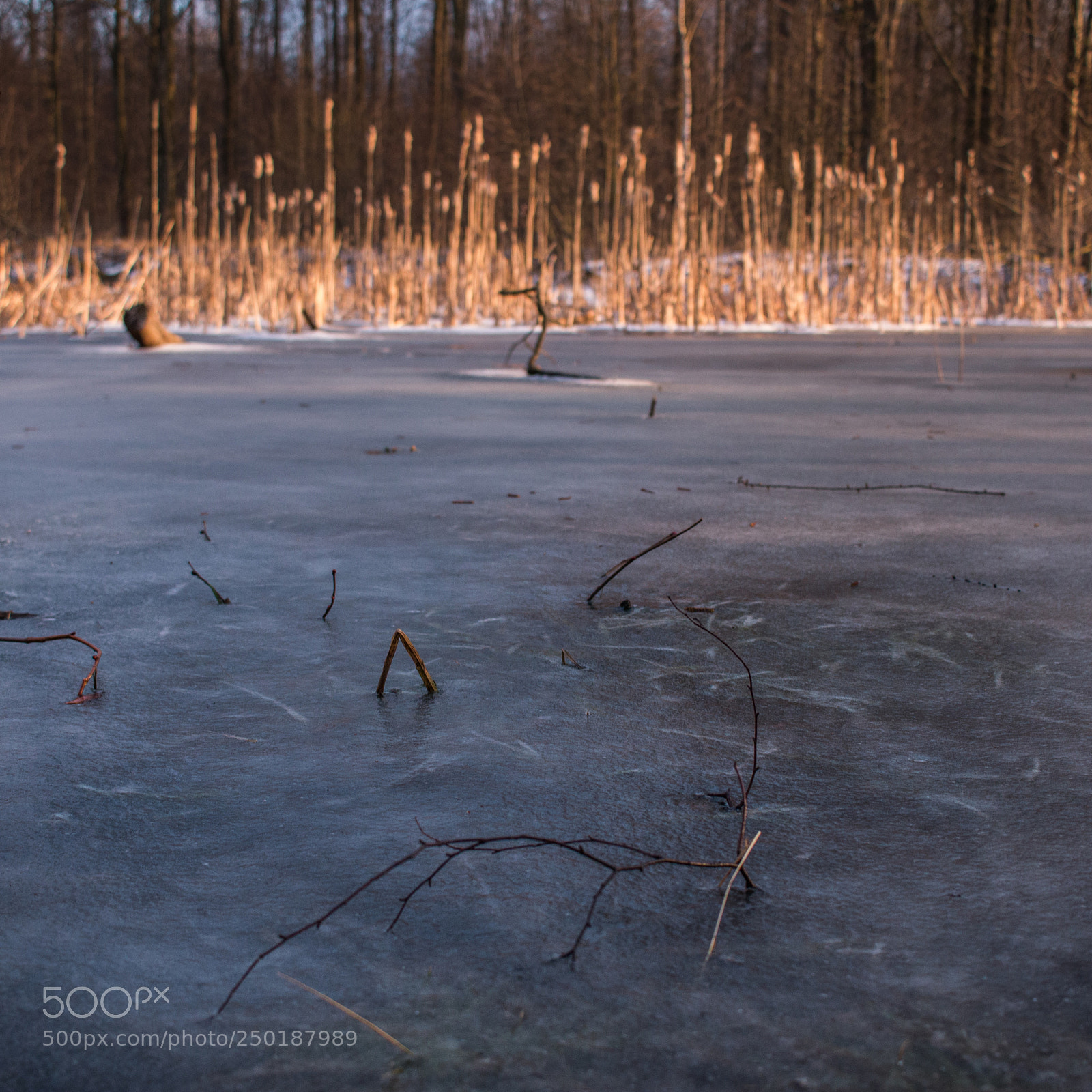 Canon EOS 70D sample photo. Frozen photography