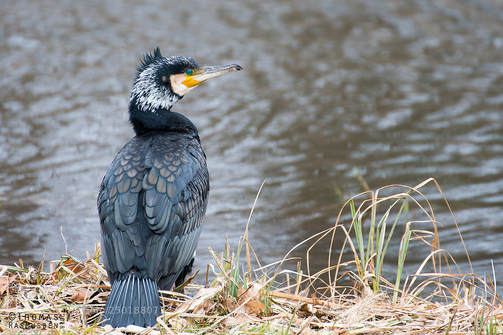 Nikon D500 sample photo. Cormorant photography