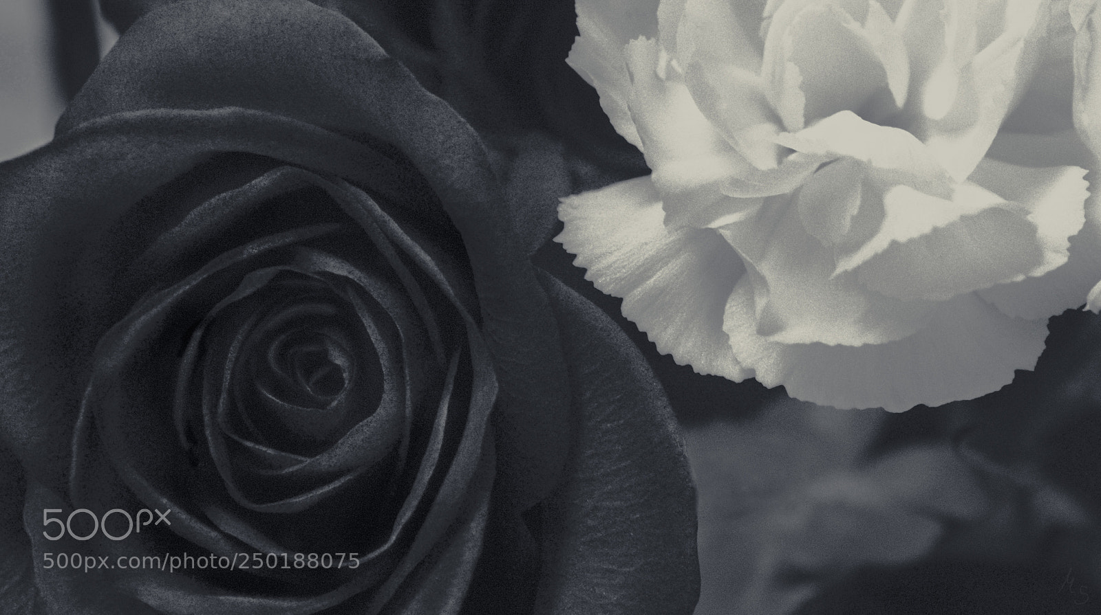 Nikon D3300 sample photo. Black & white photography