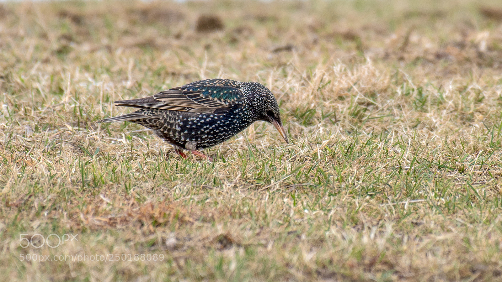 Nikon D500 sample photo. Speeuw photography