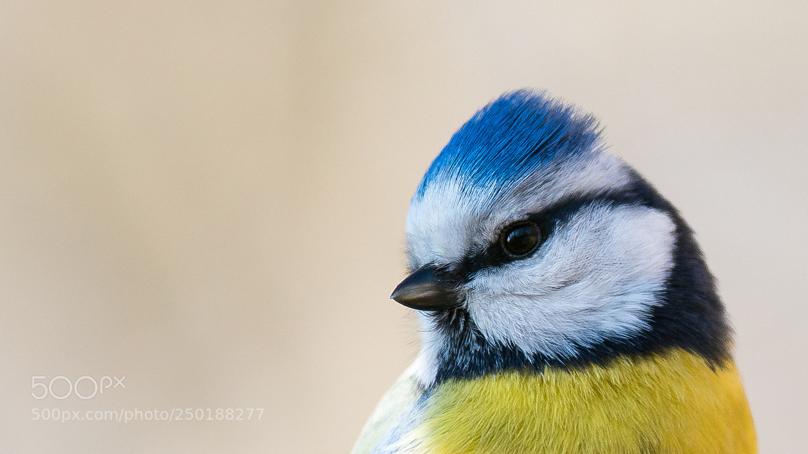 Sony a99 II sample photo. Blaumeisen portrait photography