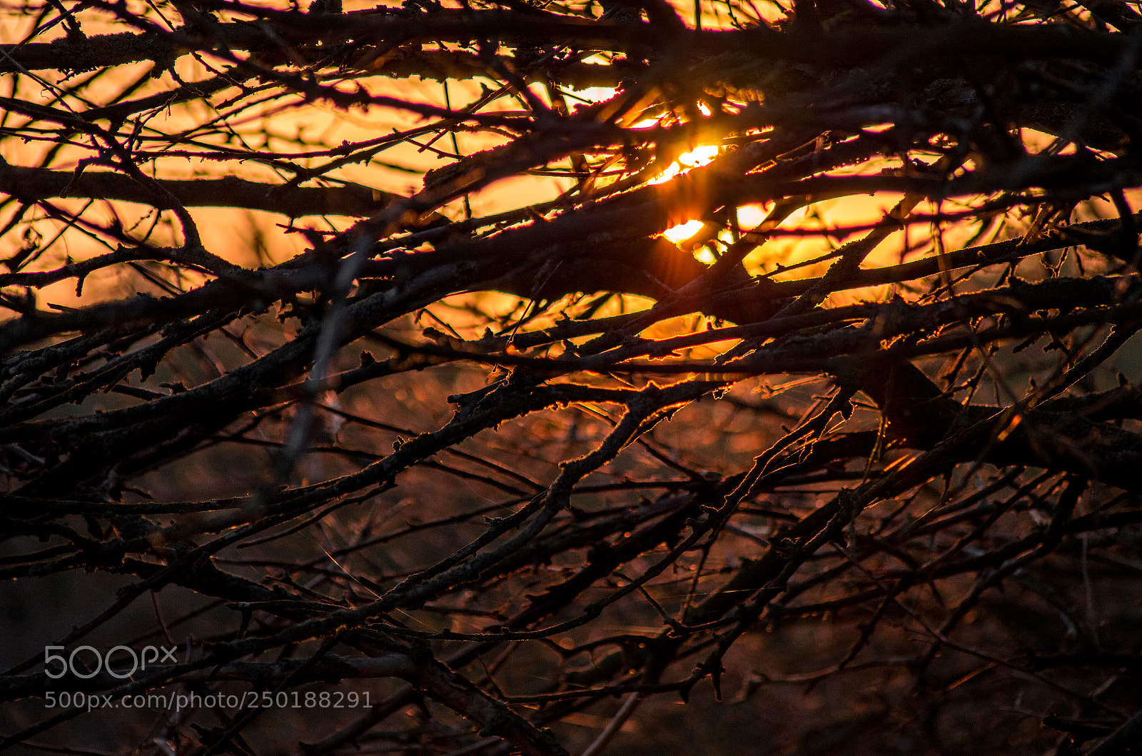 Pentax K-30 sample photo. Sunset behind the trees. photography