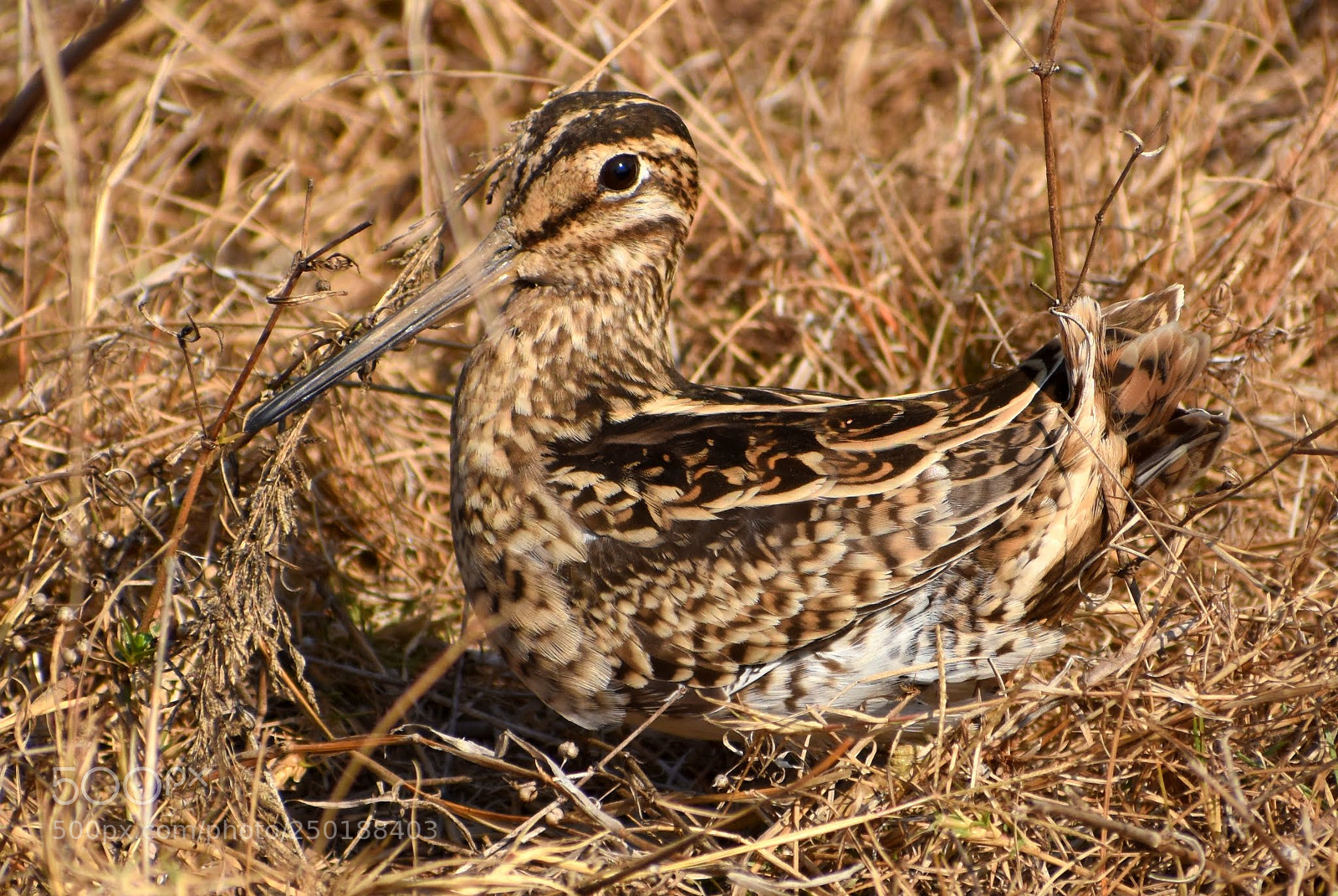 Nikon D7200 sample photo. Snipe photography