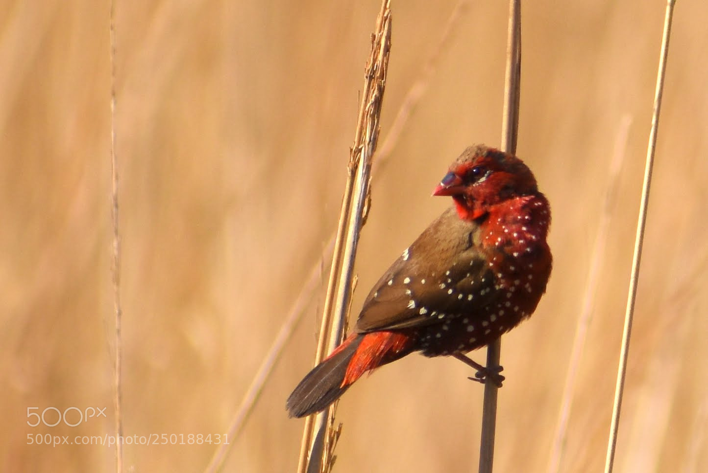 Nikon D7200 sample photo. Red advait photography