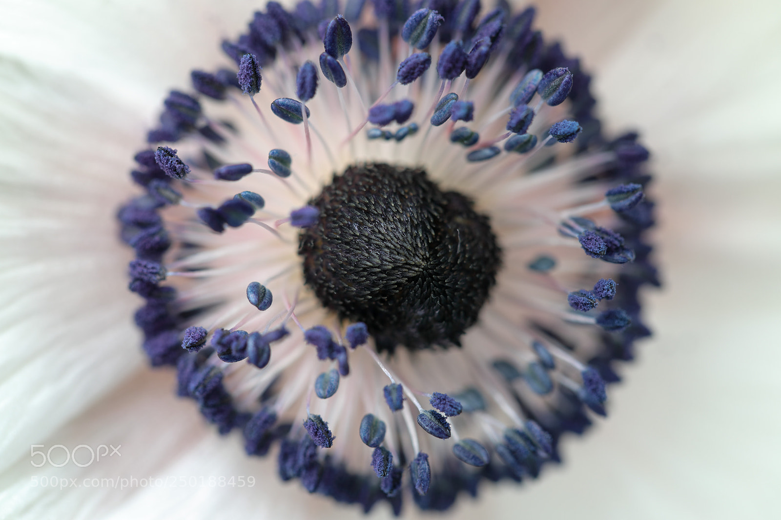Canon EOS 5D Mark IV sample photo. Anemone photography