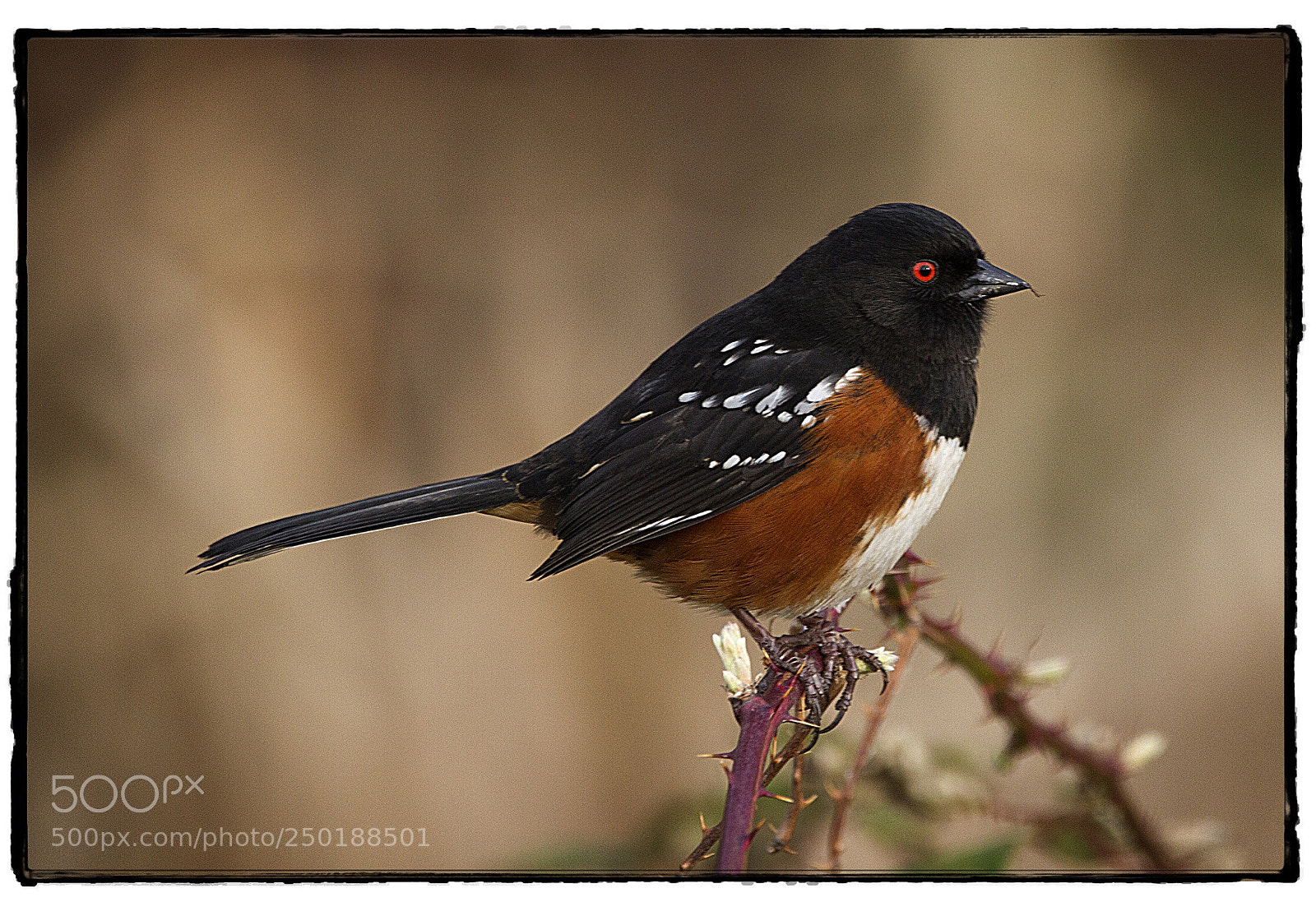 Canon EOS 7D sample photo. Spotted towhee  photography