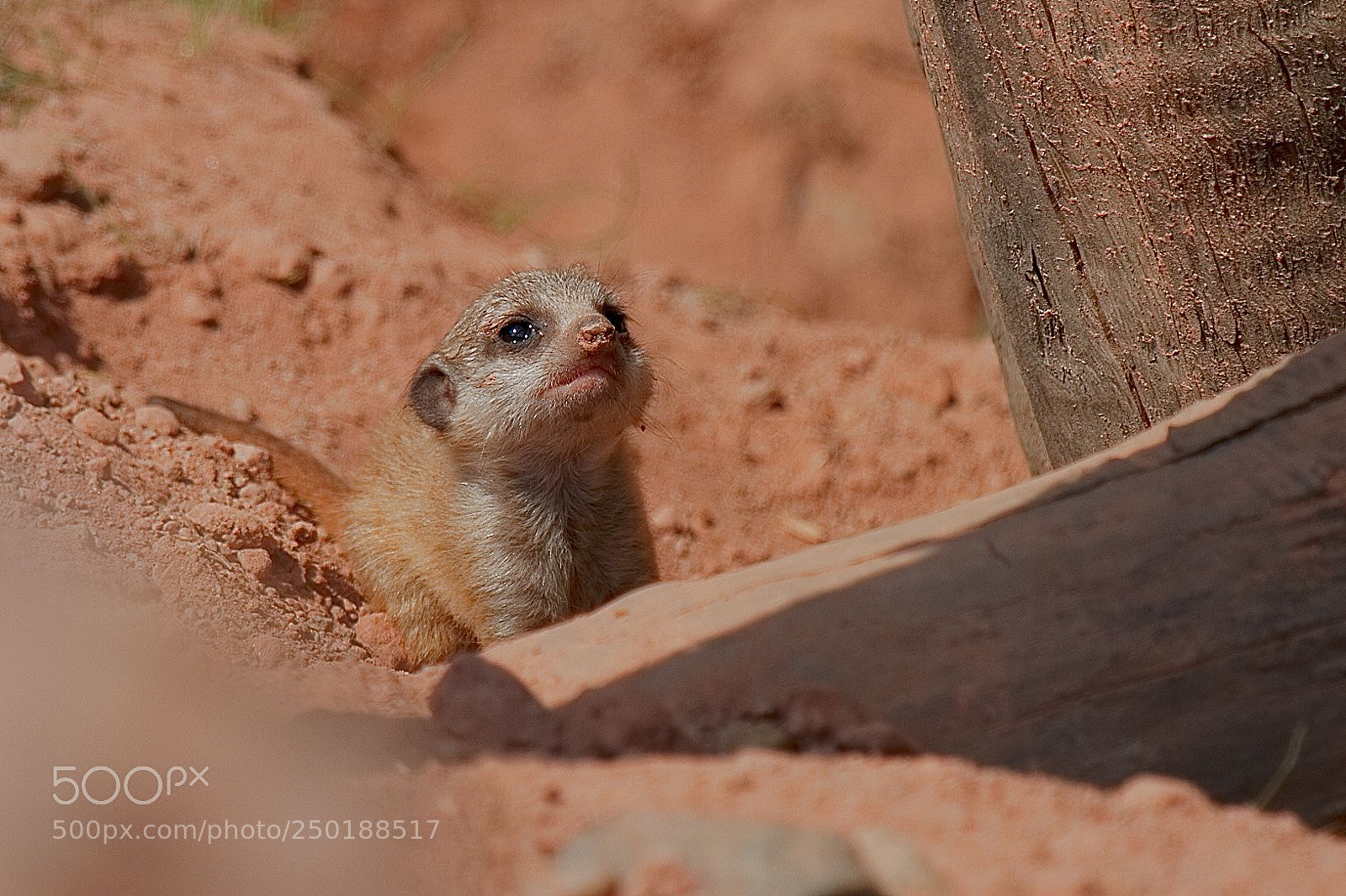 Canon EOS 7D sample photo. Meerkat baby photography