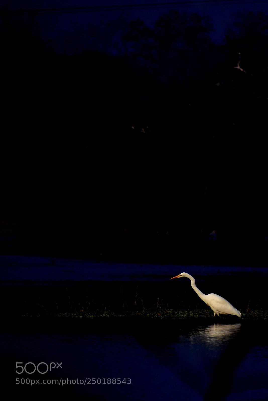 Nikon D7200 sample photo. Egret photography