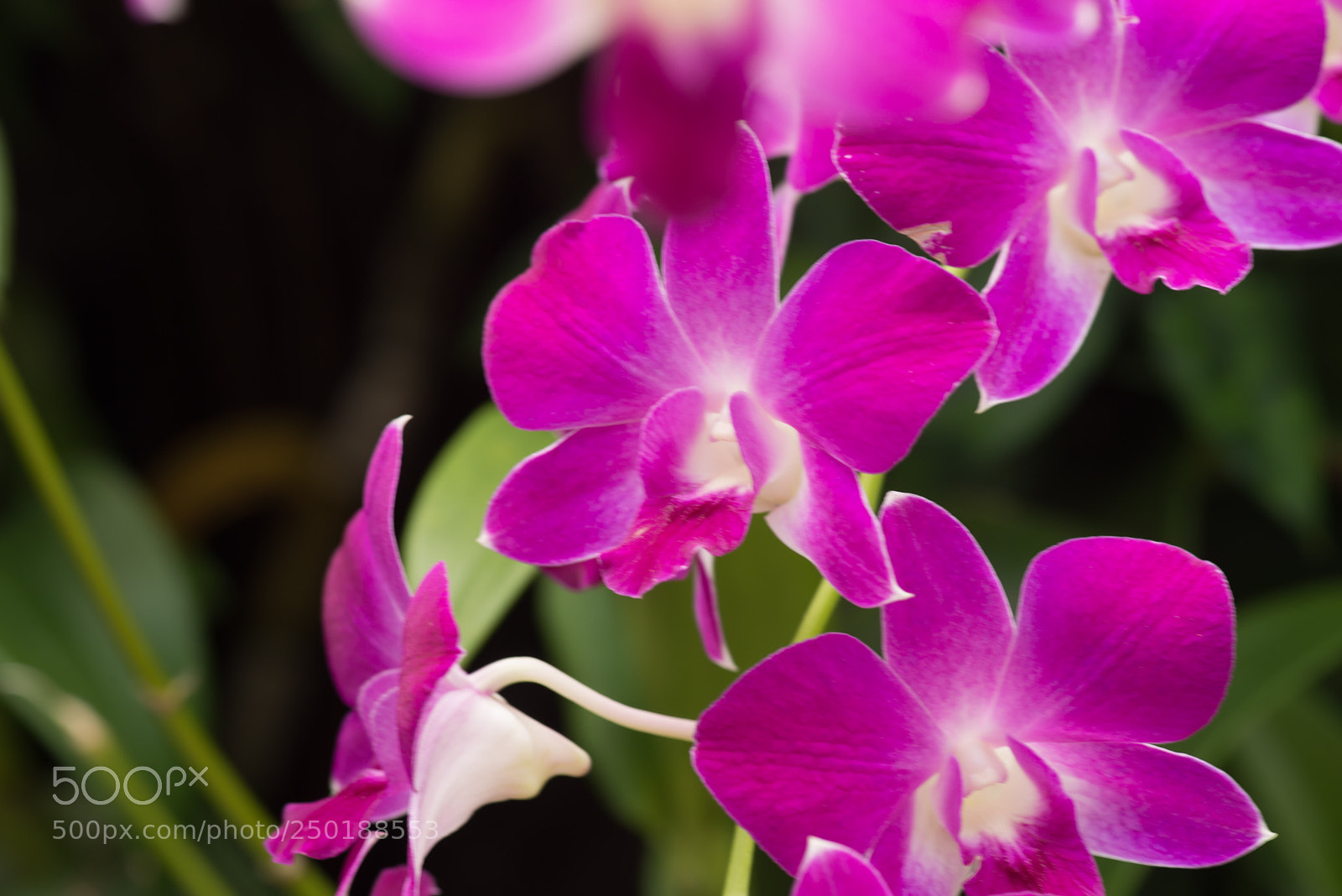 Nikon D800 sample photo. Singapour photography