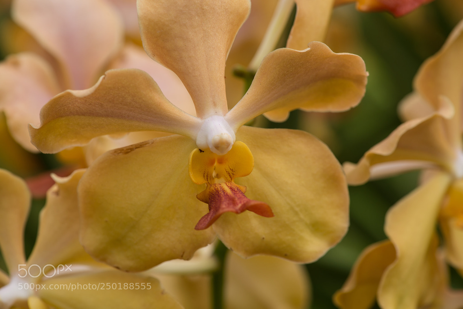 Nikon D800 sample photo. Singapour photography