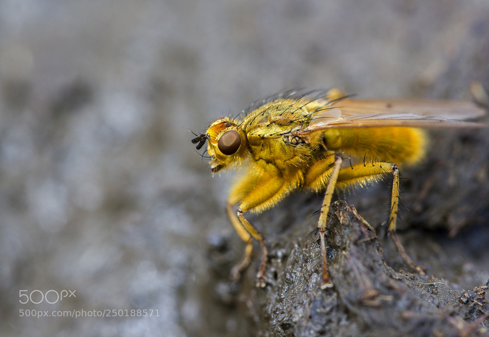 Canon EOS 550D (EOS Rebel T2i / EOS Kiss X4) sample photo. Yellow dung fly photography