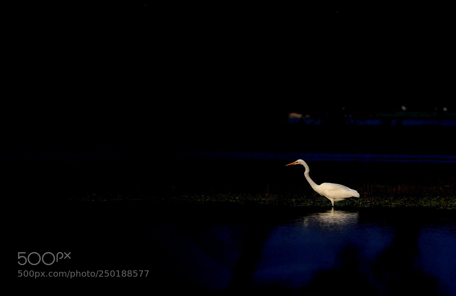 Nikon D7200 sample photo. Egret photography
