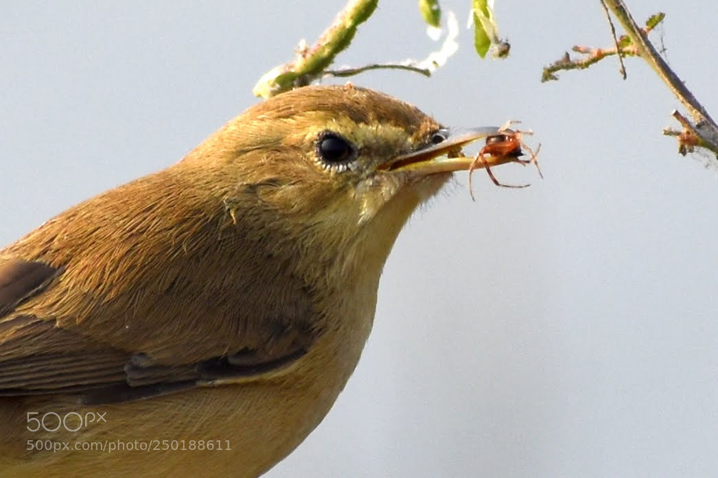 Nikon D7200 sample photo. Bird photography