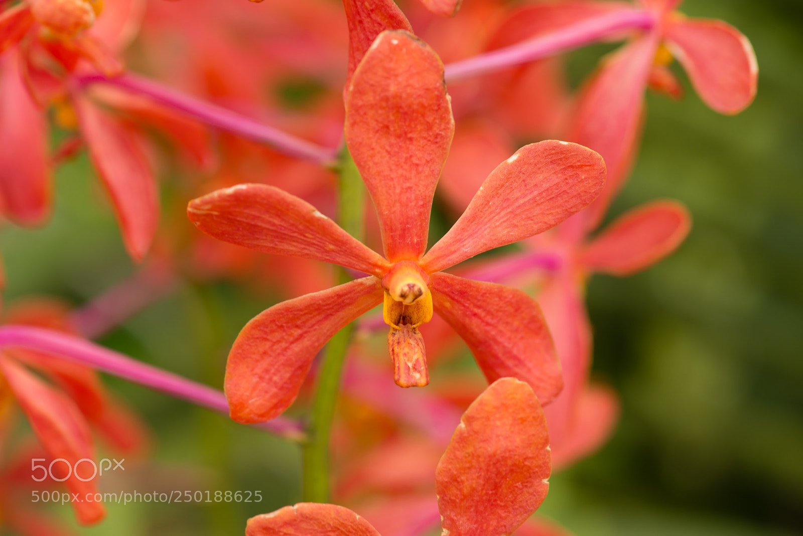 Nikon D800 sample photo. Singapour photography