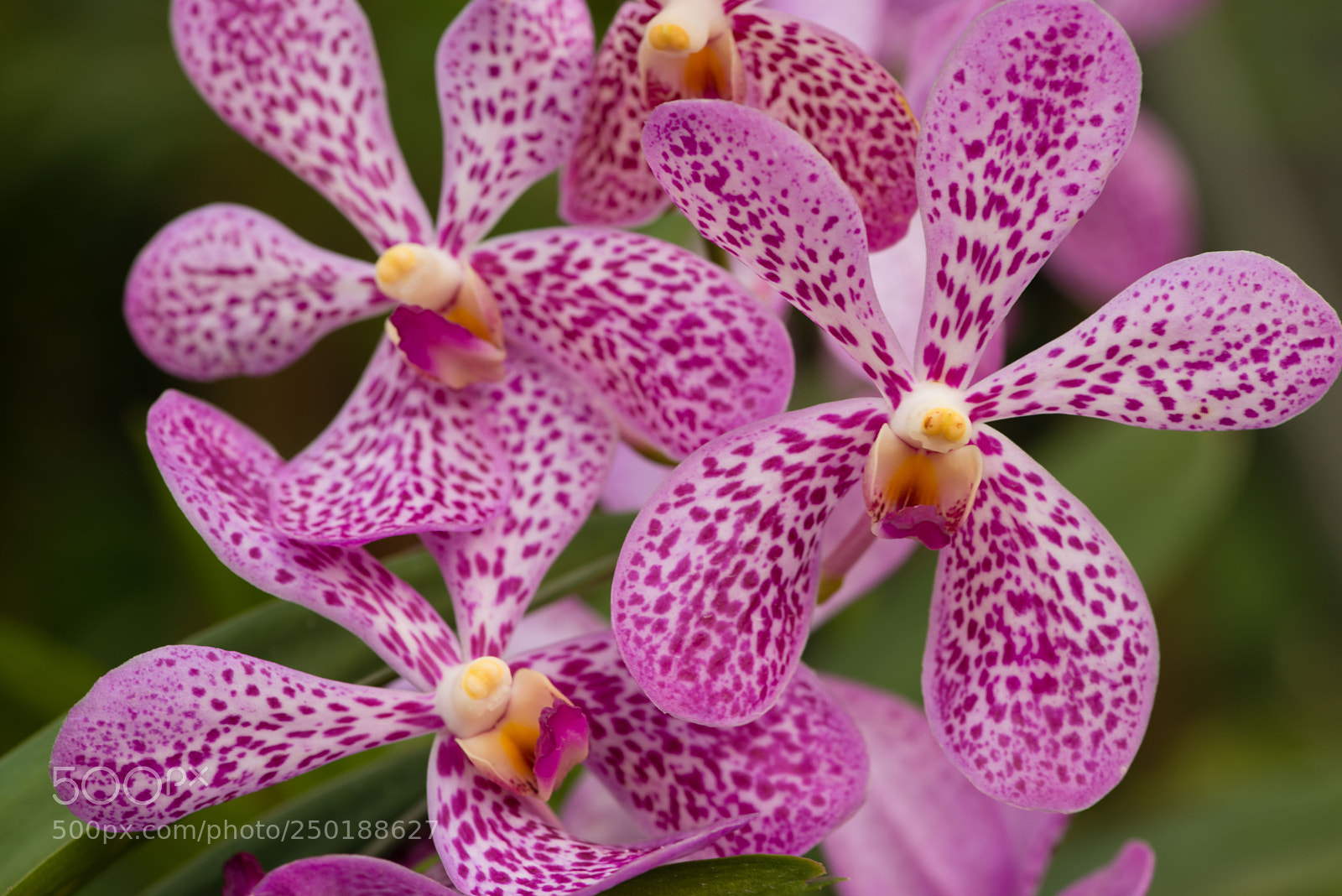 Nikon D800 sample photo. Singapour photography