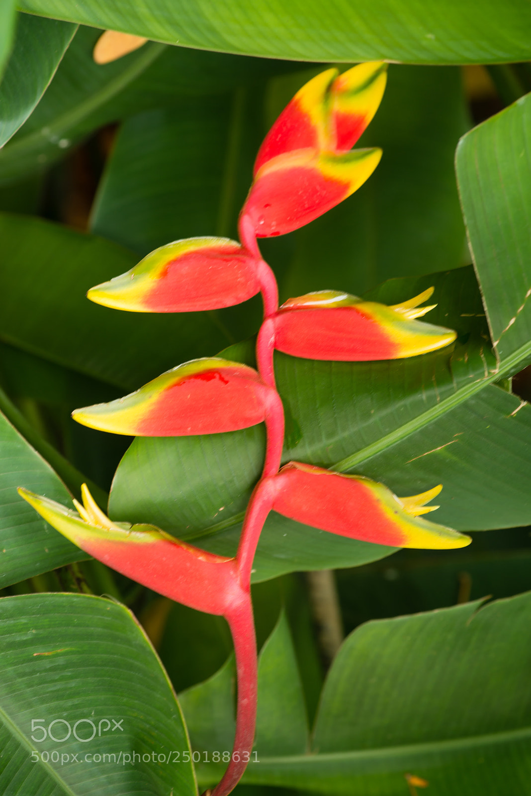 Nikon D800 sample photo. Singapour photography