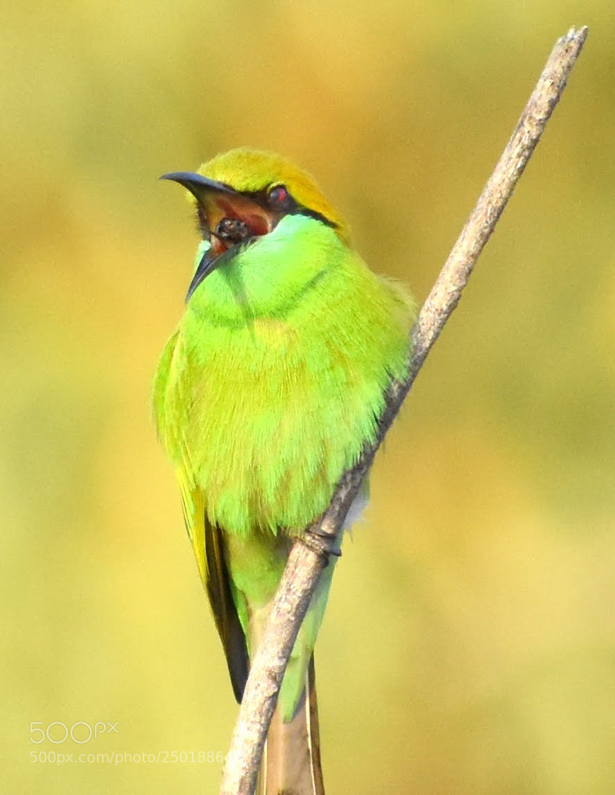 Nikon D7200 sample photo. Green bee eater photography