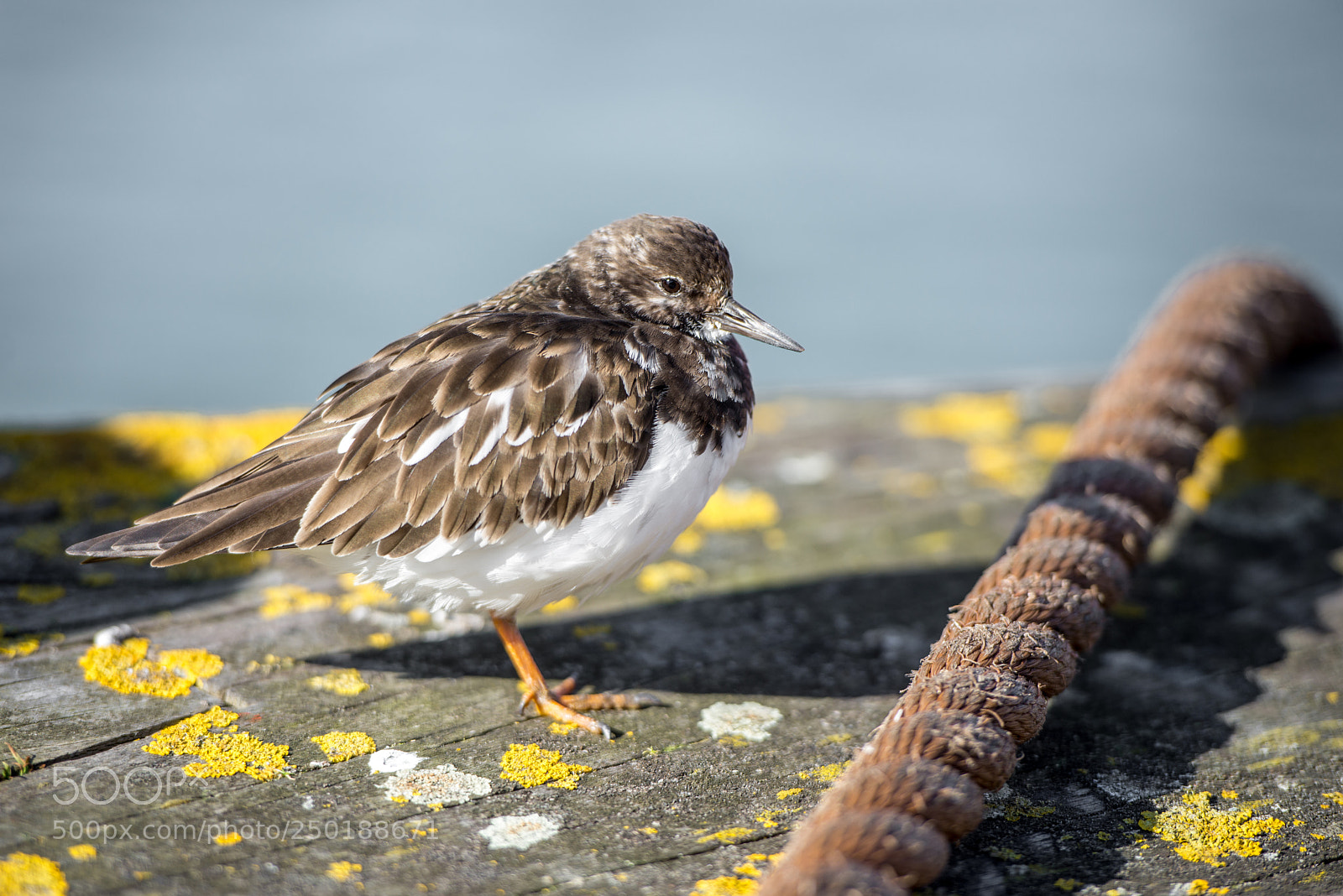 Nikon D800 sample photo. Harbour turnstone photography