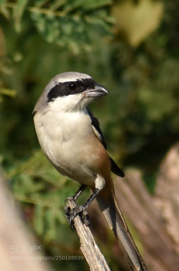 Nikon D7200 sample photo. Shrike photography