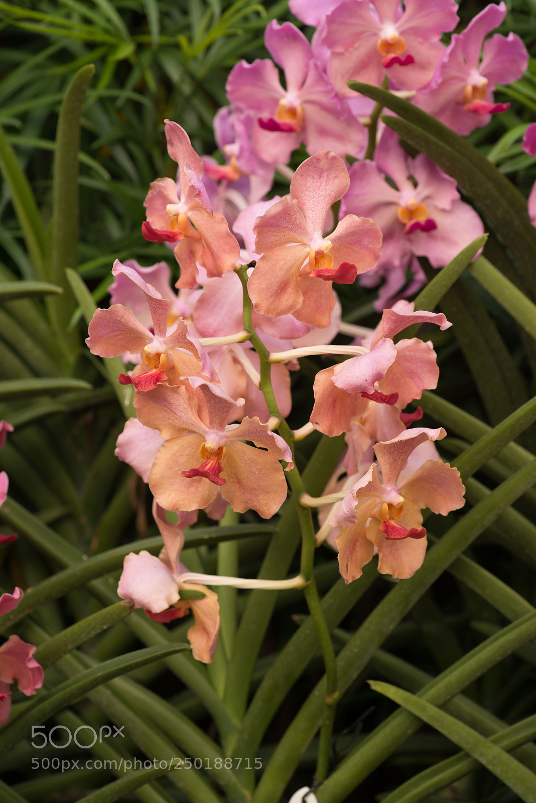 Nikon D800 sample photo. Singapour photography