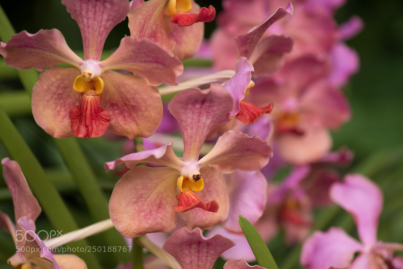 Nikon D800 sample photo. Singapour photography