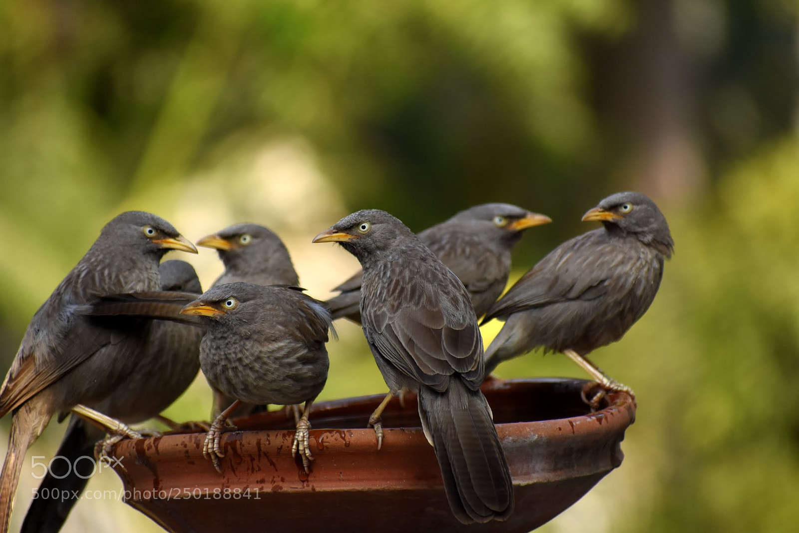Nikon D7200 sample photo. Babbler's photography