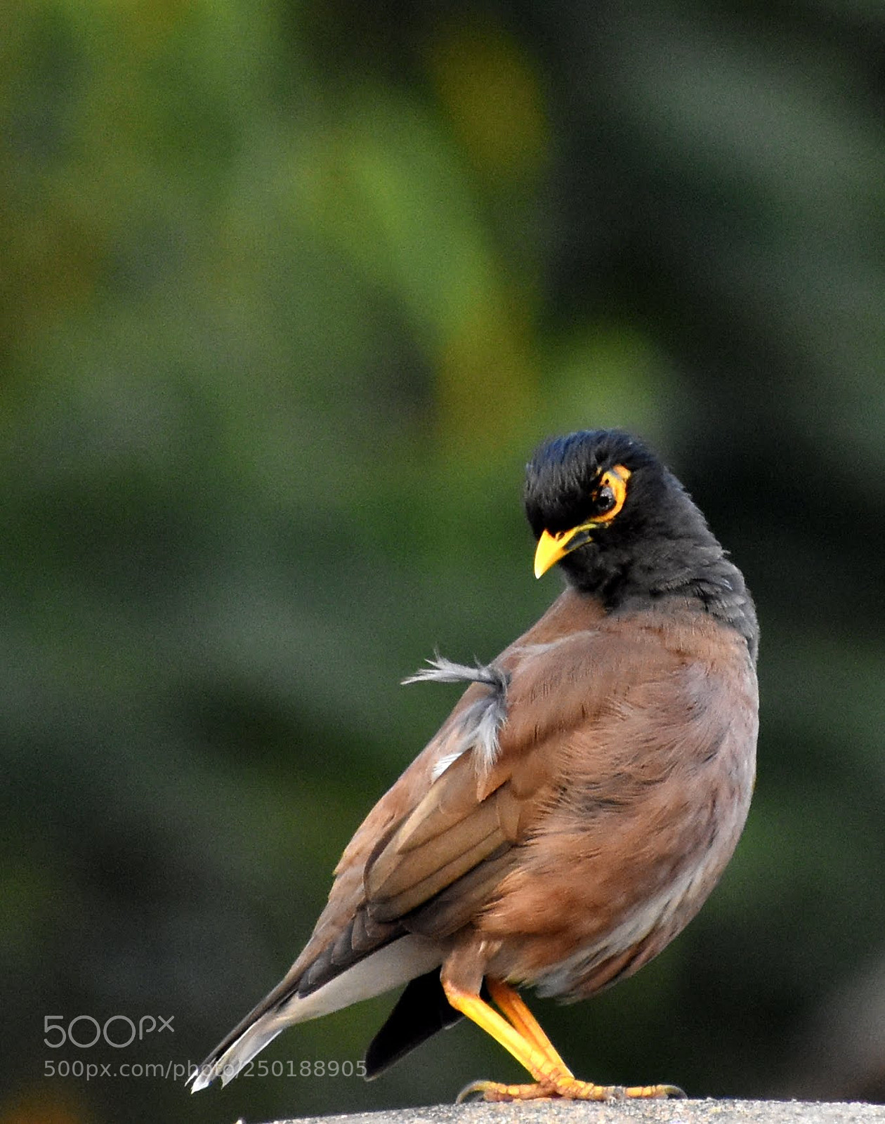 Nikon D7200 sample photo. Myna photography