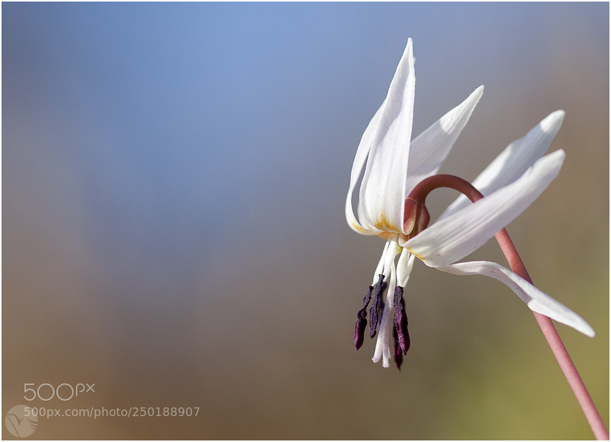 Canon EOS 50D sample photo. Dente di cane photography