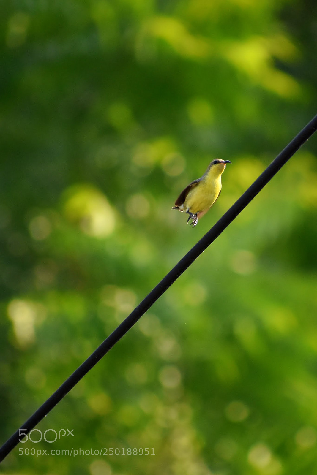 Nikon D7200 sample photo. Sunbird photography