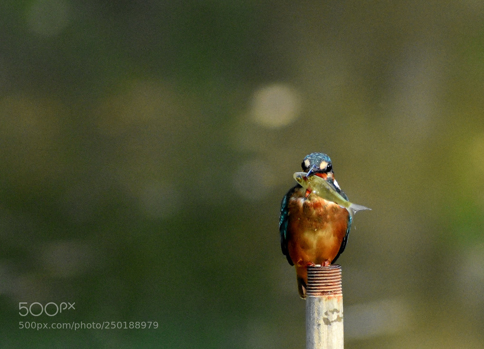 Nikon D7200 sample photo. Kingfisher photography