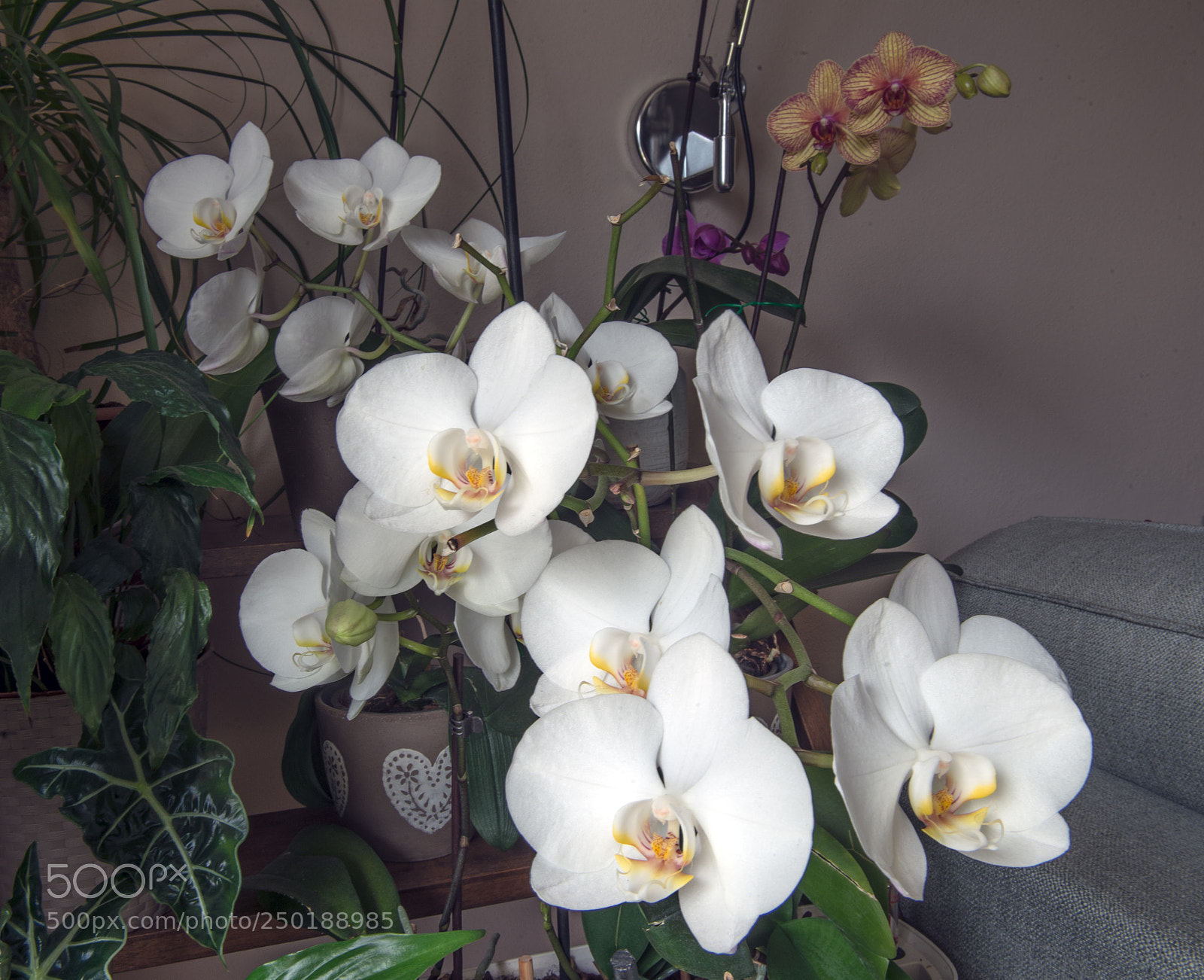 Nikon D610 sample photo. Fiorita photography