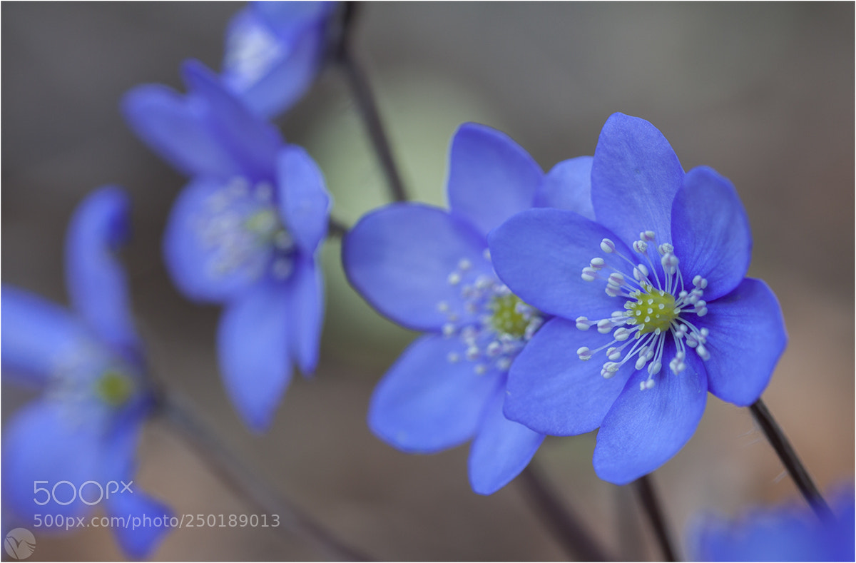 Canon EOS 50D sample photo. Hepatica nobilis photography