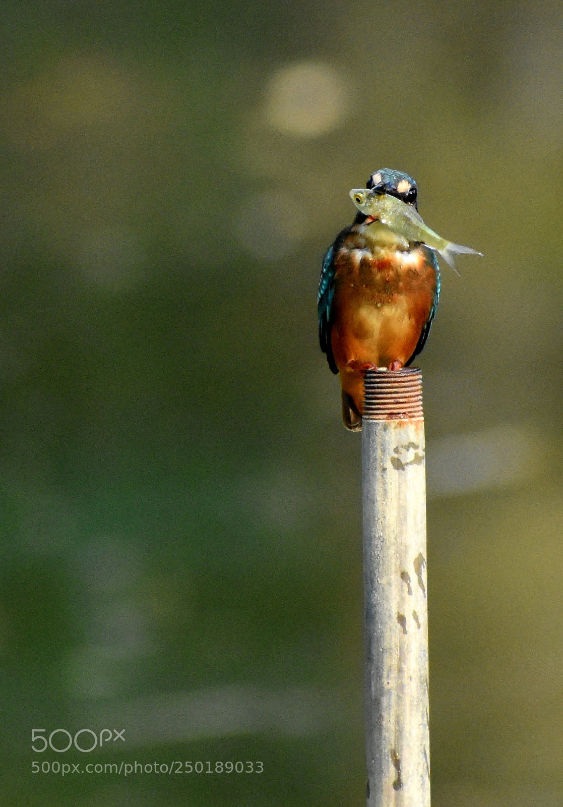 Nikon D7200 sample photo. Kingfisher photography