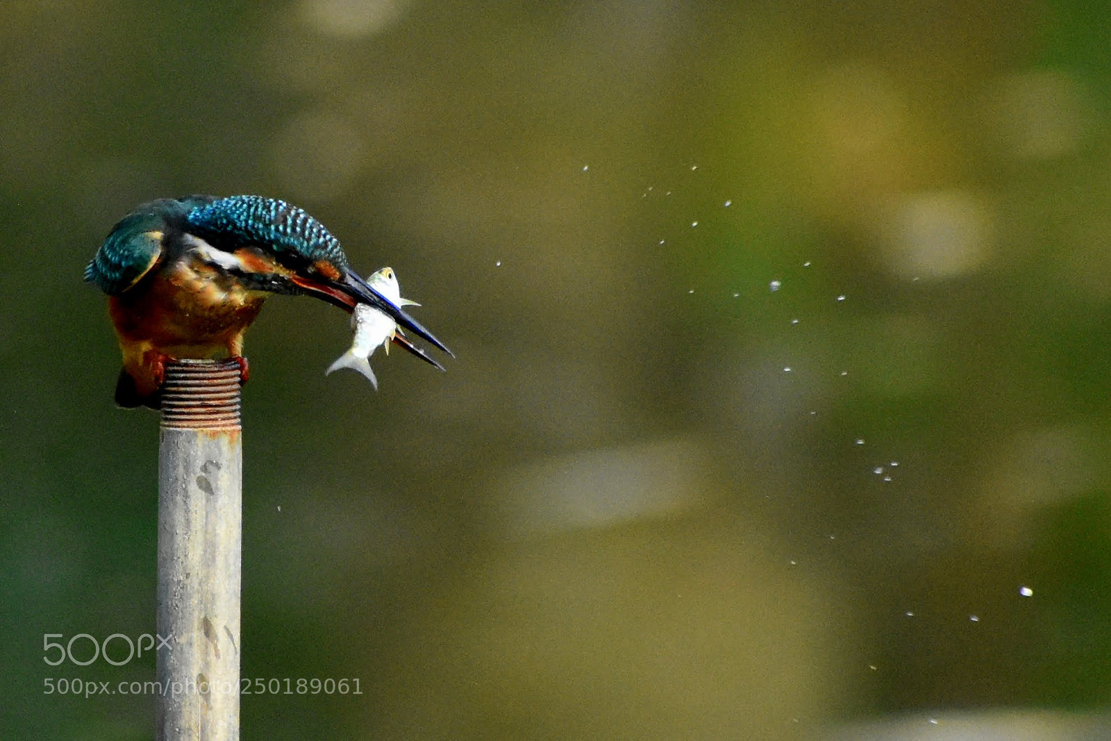 Nikon D7200 sample photo. Kingfisher photography