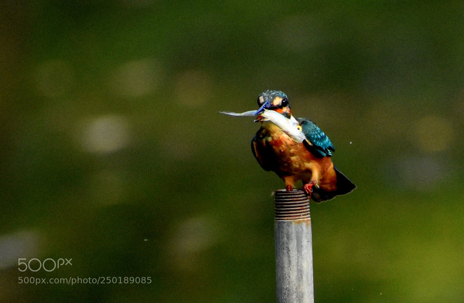 Nikon D7200 sample photo. Kingfisher photography