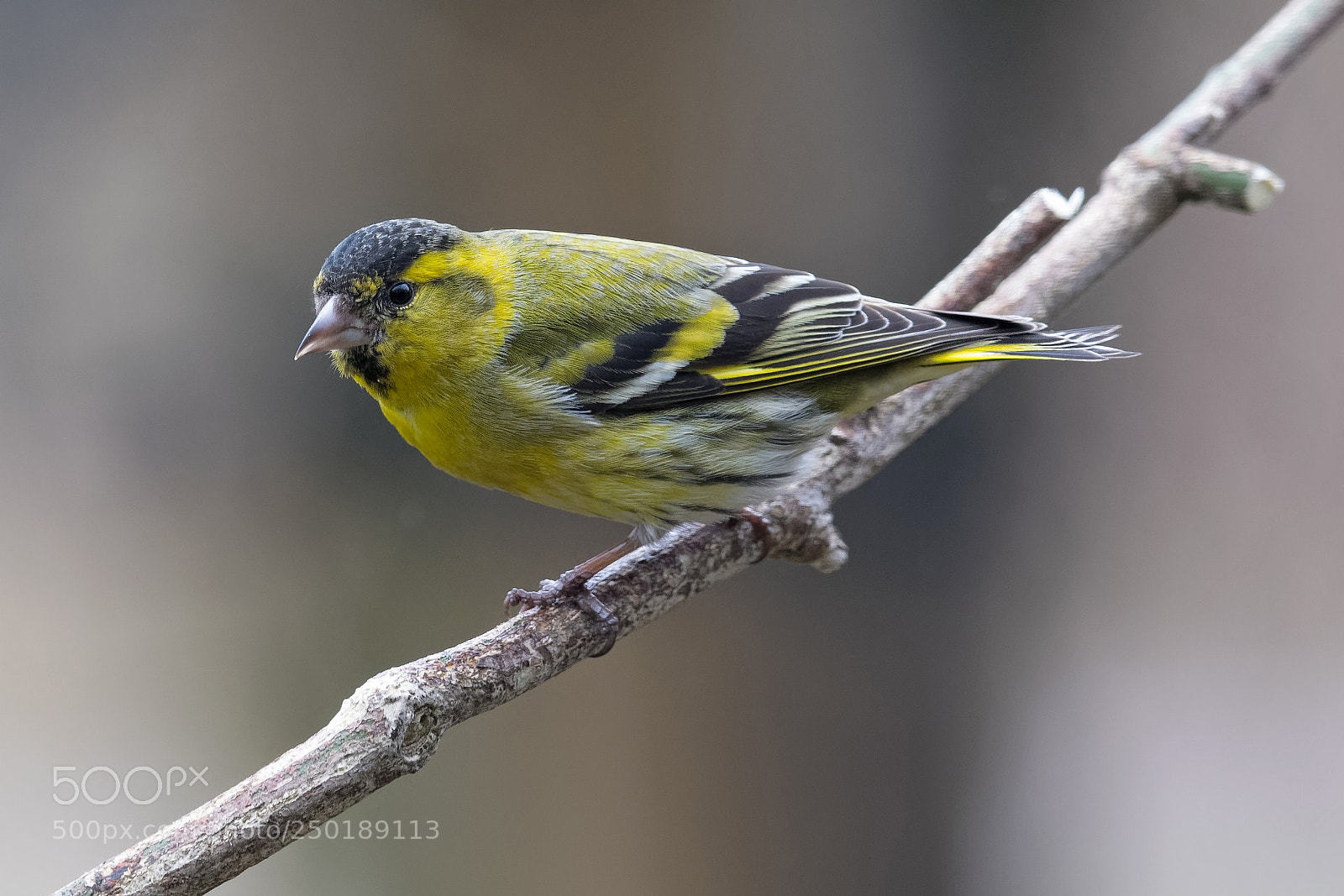 Nikon D500 sample photo. Siskin photography