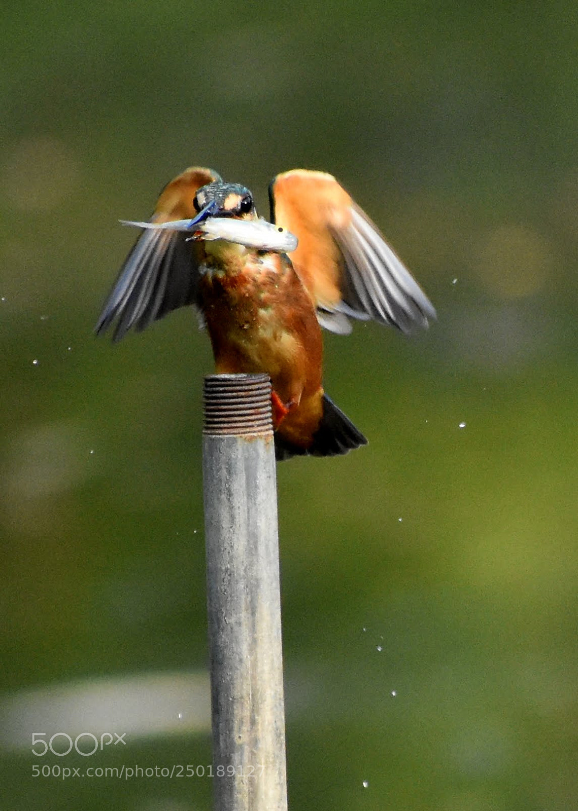 Nikon D7200 sample photo. Kingfisher photography