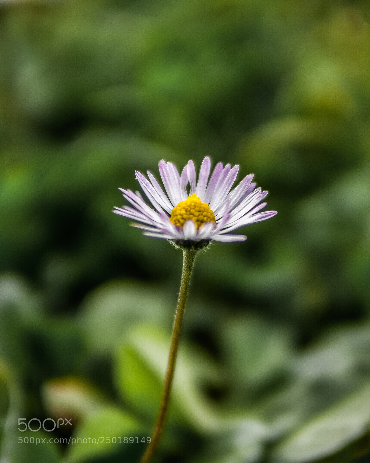 Sony a6000 sample photo. Spring! photography