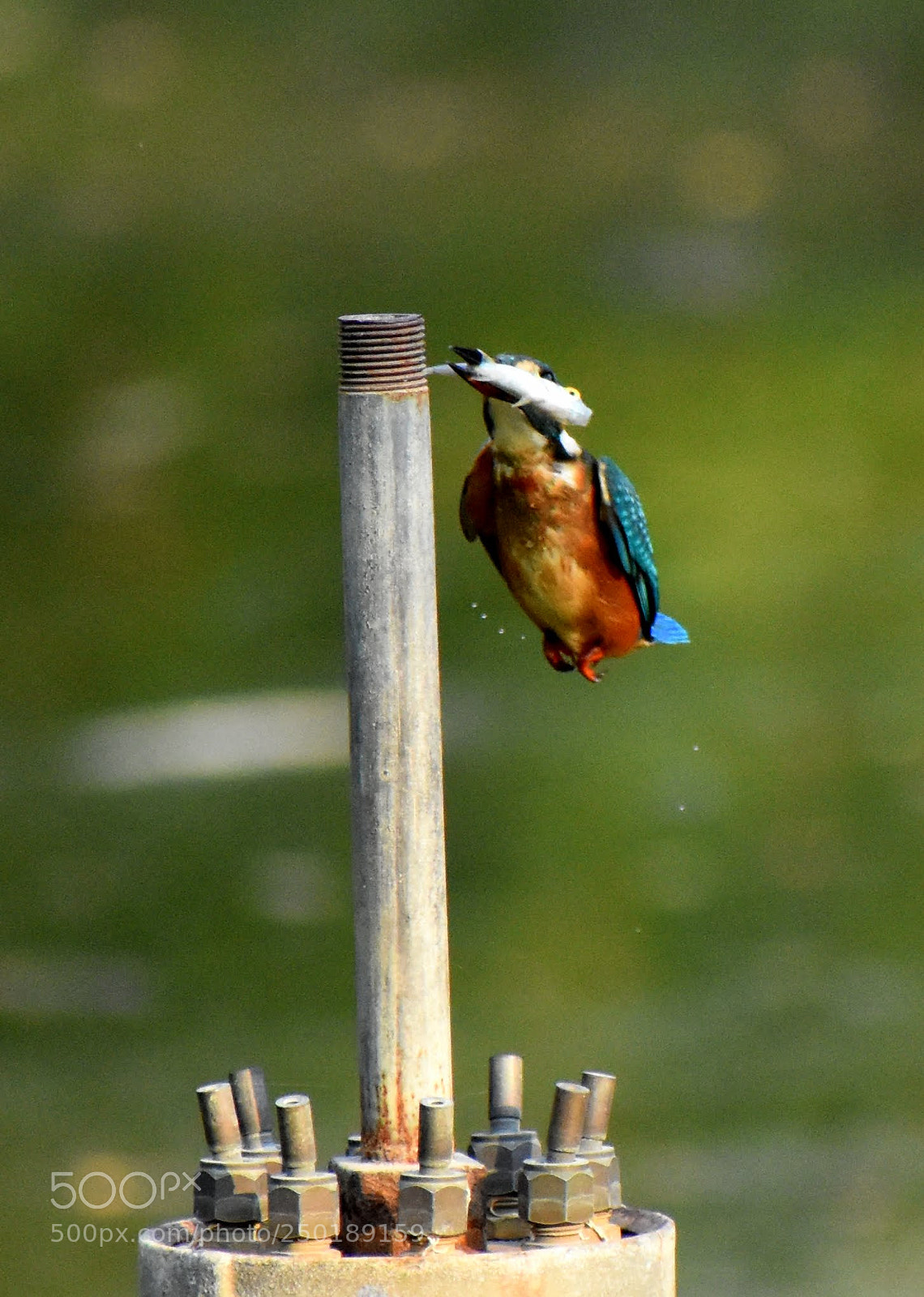 Nikon D7200 sample photo. Kingfisher photography