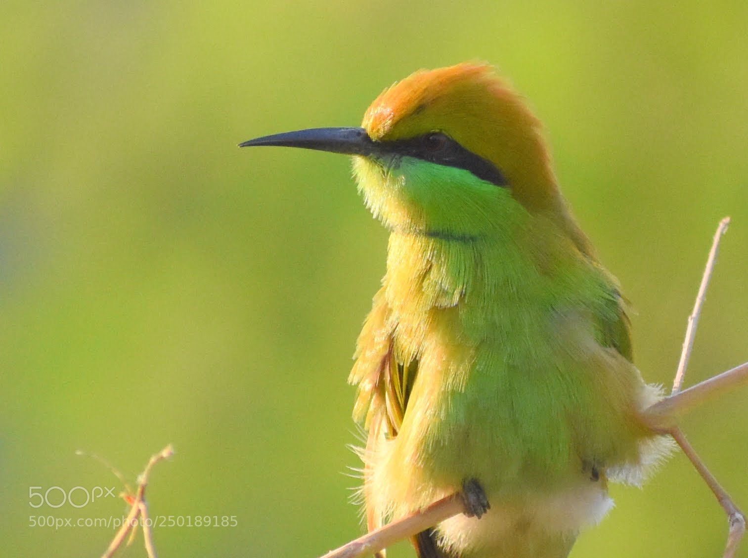 Nikon D7200 sample photo. Green bee eater photography