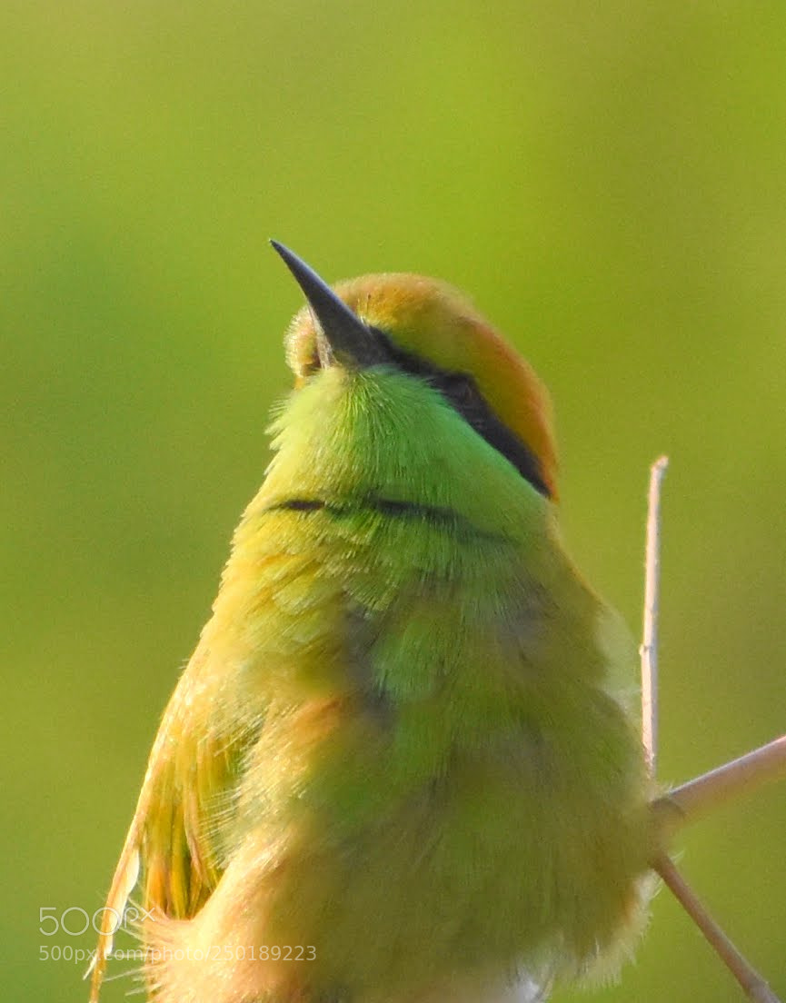 Nikon D7200 sample photo. Green bee eater photography