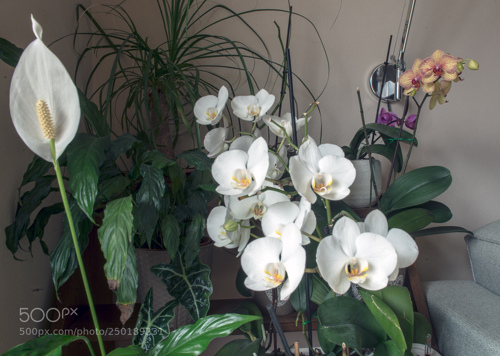 Nikon D610 sample photo. Fioritas photography