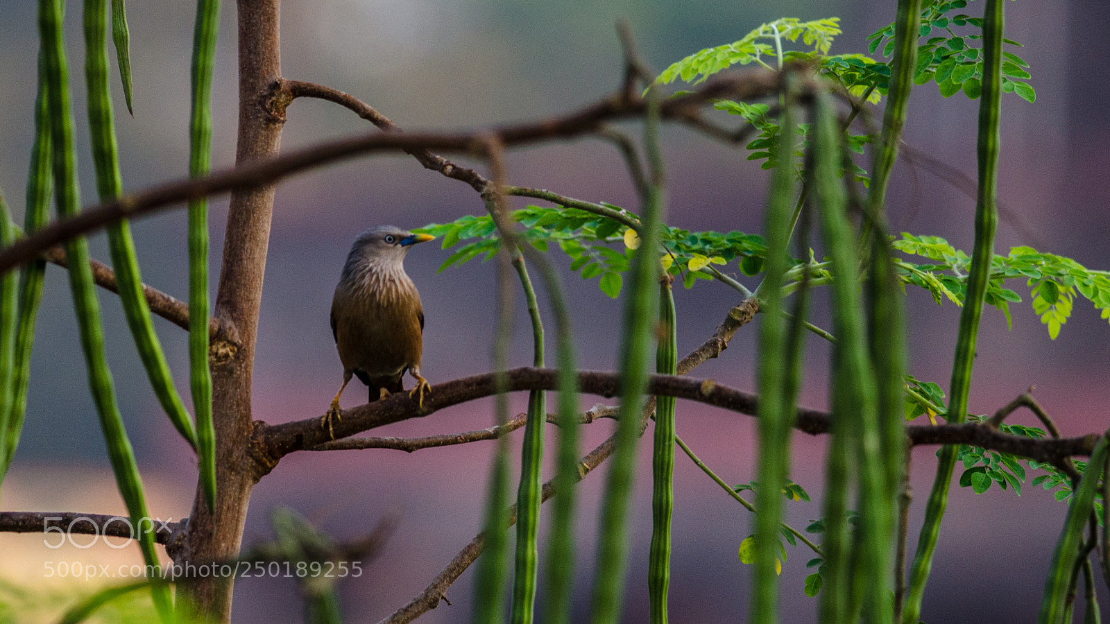 Nikon D7000 sample photo. Bird photography