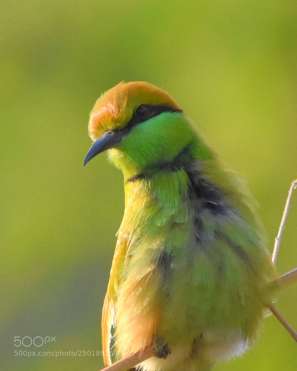Nikon D7200 sample photo. Green bee eater photography
