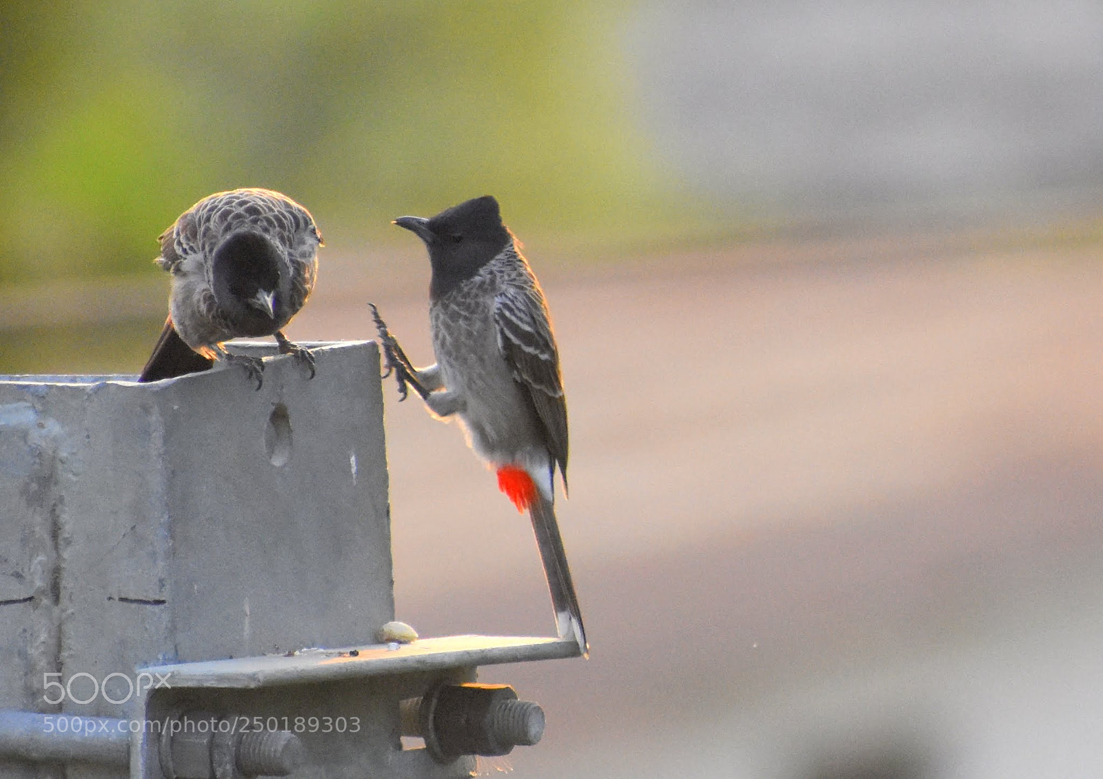 Nikon D7200 sample photo. Bulbul photography