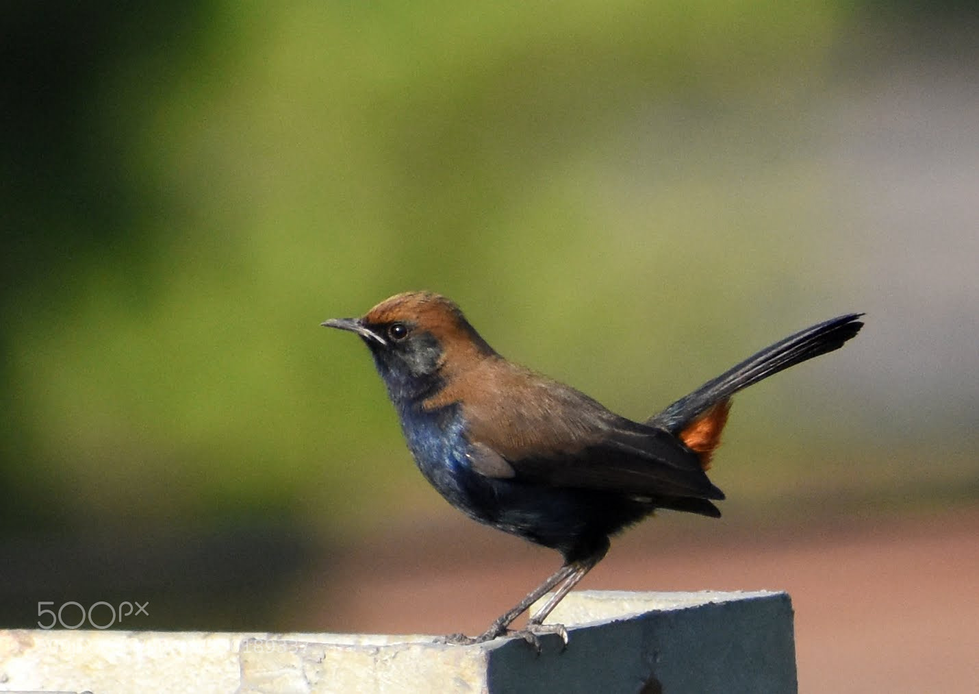Nikon D7200 sample photo. Bushchat photography