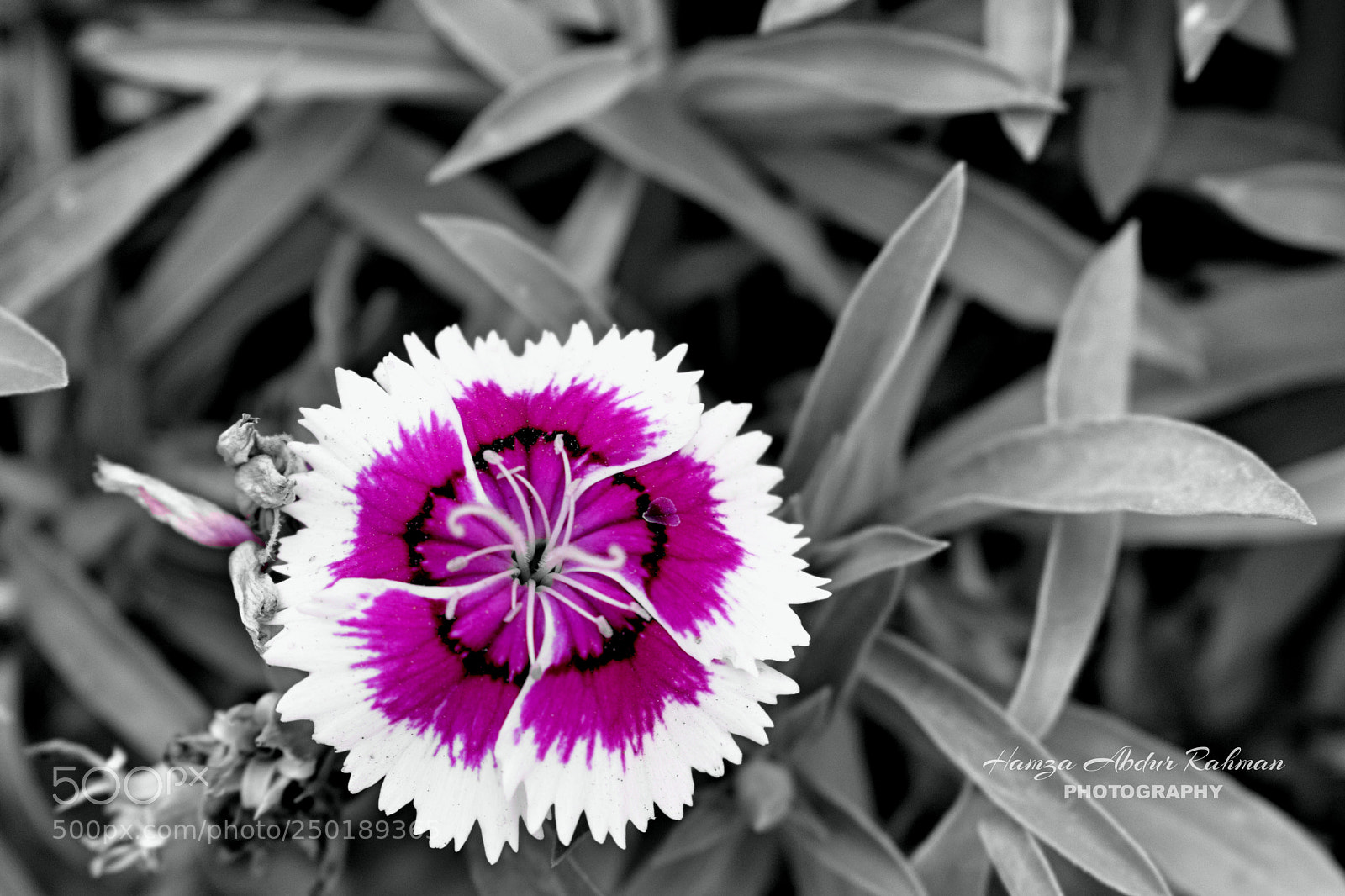 Nikon D3300 sample photo. B&w photography