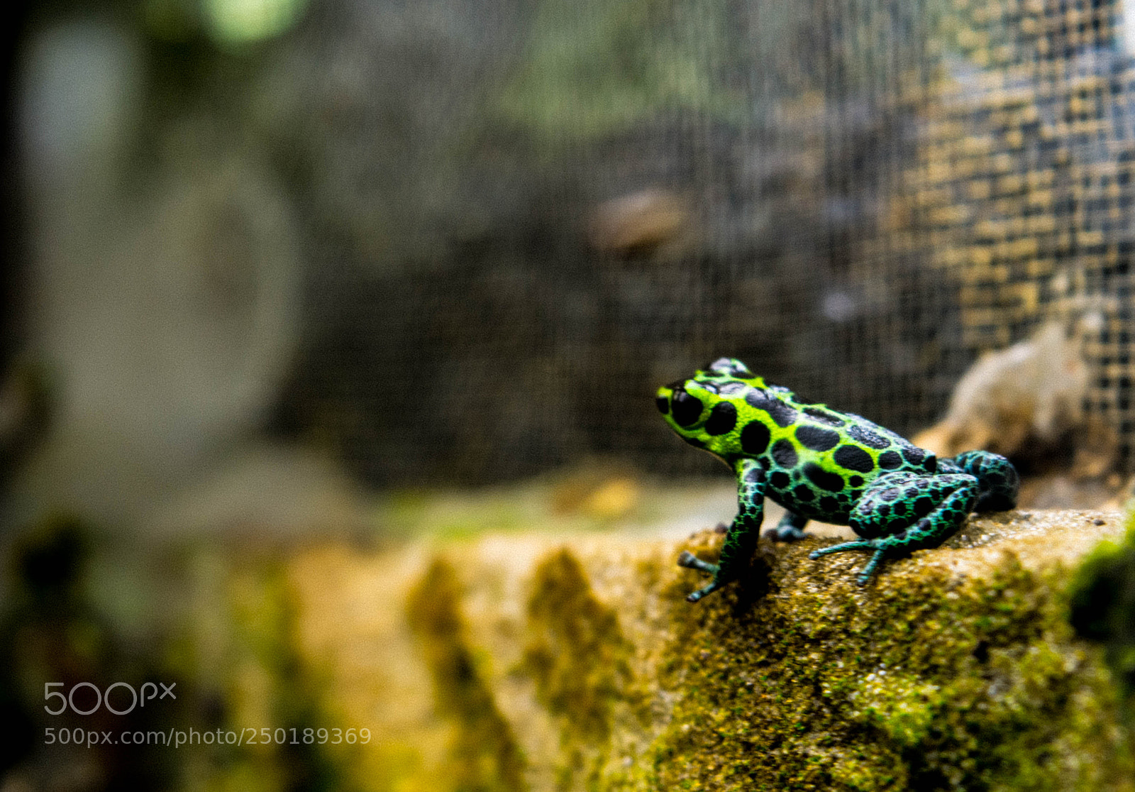 Nikon D5200 sample photo. The green prince photography